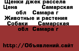 Щенки джек рассела  › Цена ­ 17 000 - Самарская обл., Самара г. Животные и растения » Собаки   . Самарская обл.,Самара г.